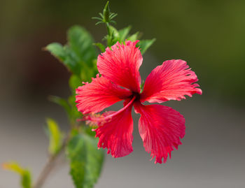 Close-up of red hibiscus flower
