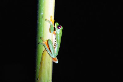 Close-up of a lizard on black background