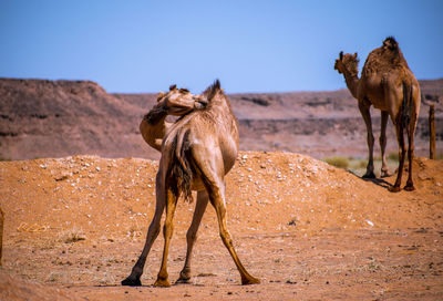 Camels in a desert