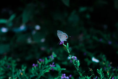 Close-up of butterfly pollinating on purple flower