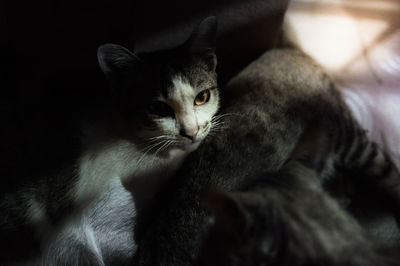 Close-up portrait of a cat resting