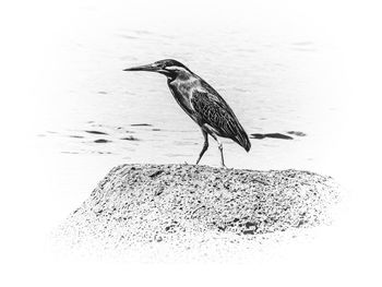 Bird perching on beach