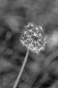 Close-up of dandelion against blurred background