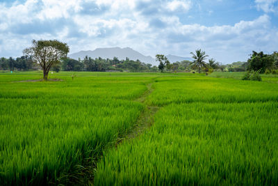 paddy field