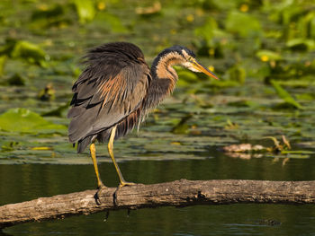 Heron perching on a lake