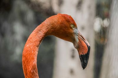 Close-up of a bird