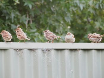 Close-up of birds perching on wood