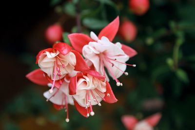 Close-up of columbine flowers blooming at park