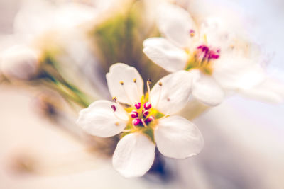 Close-up of white flower