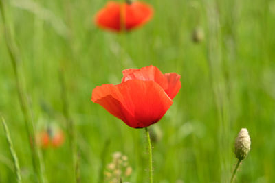 Close-up of red poppy flower on field