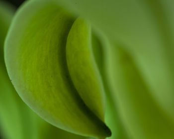 Close-up of fresh green leaf