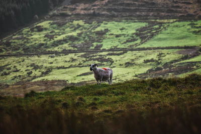 Horse in a field