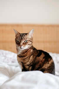 Portrait of cat resting on bed at home