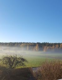 Trees on field against clear sky