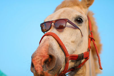 Close-up of horse