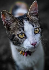 Close-up portrait of a cat