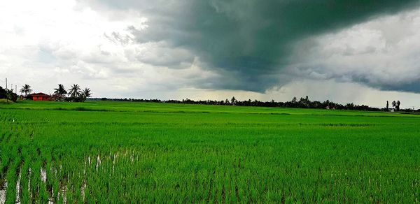 Scenic view of agricultural field against sky