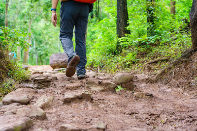 Hiking tourists wearing backpacks outdoors trekking in forest. 