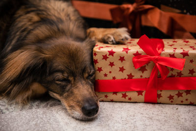 A shaggy mutt dog falls asleep while guarding a christmas present.