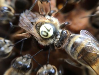 Close-up of insect