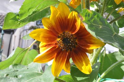 Close-up of sunflower