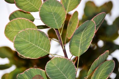 Close-up of green leaves