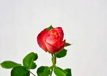 Close-up of red rose against white background