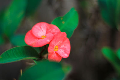 Close-up of red flowering plant