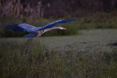 Great blue heron flying over marsh