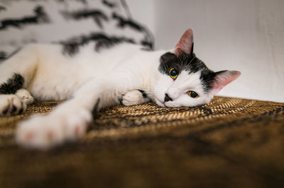 Cat sleeping on fluffy cat bed, selective focus