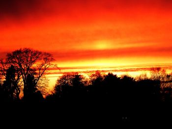 Silhouette of trees at sunset