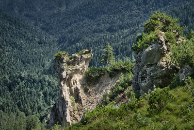 Panoramic view of rocks and trees in forest