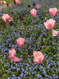 Close-up of pink flowers blooming in spring