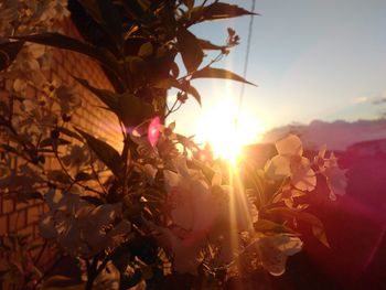 Close-up of flowers against sunset