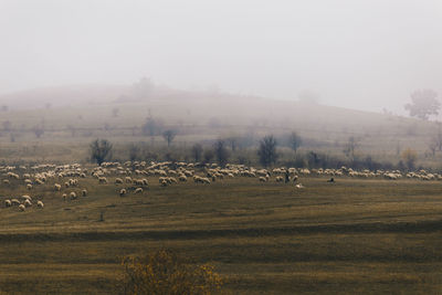 Flock of sheep grazing on field against sky