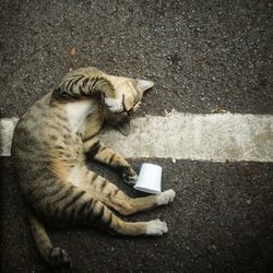 High angle view of cat sleeping on street