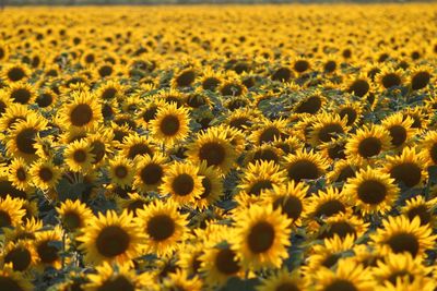 Close-up of sunflower field