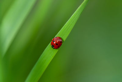 Close-up of ladybug on leaf