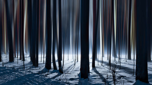 Trees growing in forest during winter