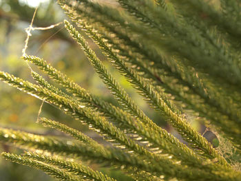 Close-up of fern leaves