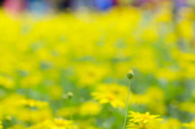 Close-up of yellow flower