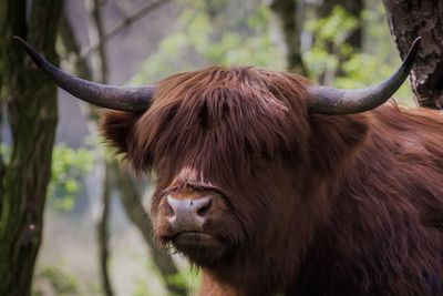 Close-up of cow