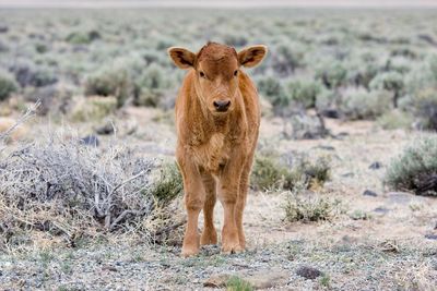 Portrait of lion standing on field