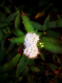 Close-up of flower on plant