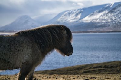 A single icelandic horse in the front of a waterline on a sunny day, snowy mountains in the back.