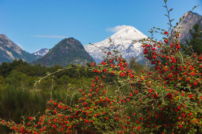 Red flowering plants and mountains against sky