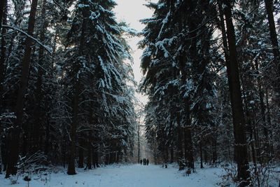 Trees in forest during winter