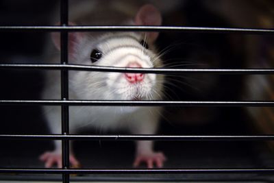 Close-up portrait of rat in cage