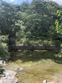 Scenic view of river flowing through forest