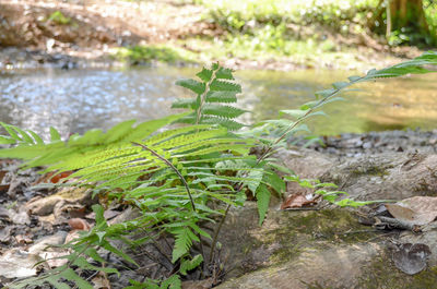 Close-up of plants growing in lake